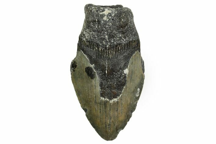 Partial, Fossil Megalodon Tooth - North Carolina #361735